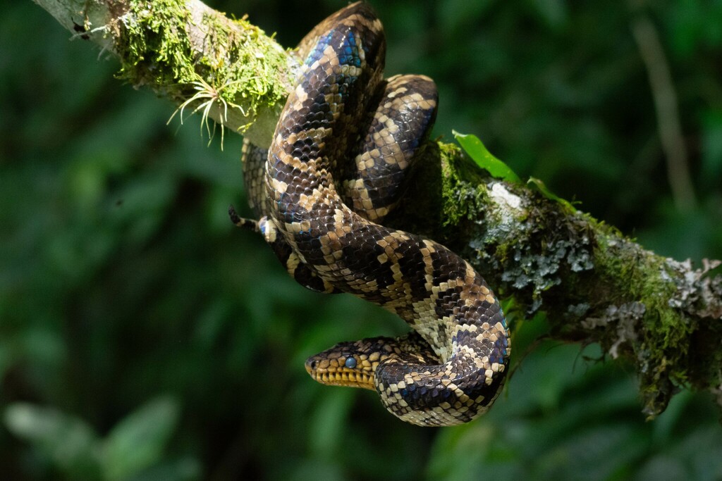 Resgate de Jiboia-do-Ribeira reforça o papel estratégico do Vale na conservação global