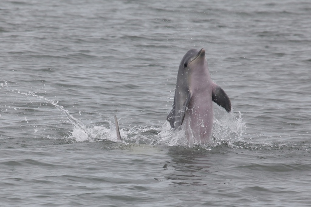 Observação de golfinhos é opção de atividades de férias no litoral sul de São Paulo