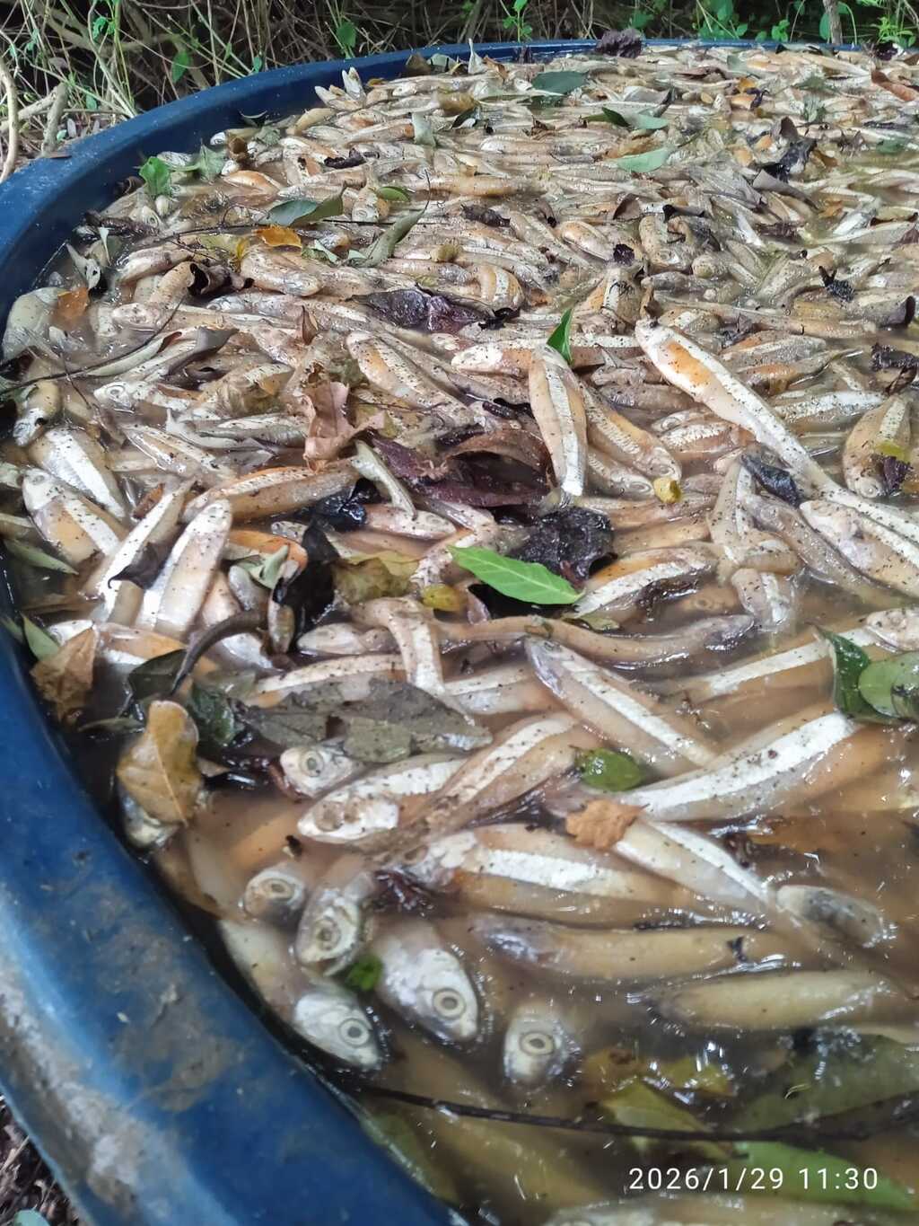 Polícia Ambiental apreende uma tonelada de pescado clandestino em Iguape