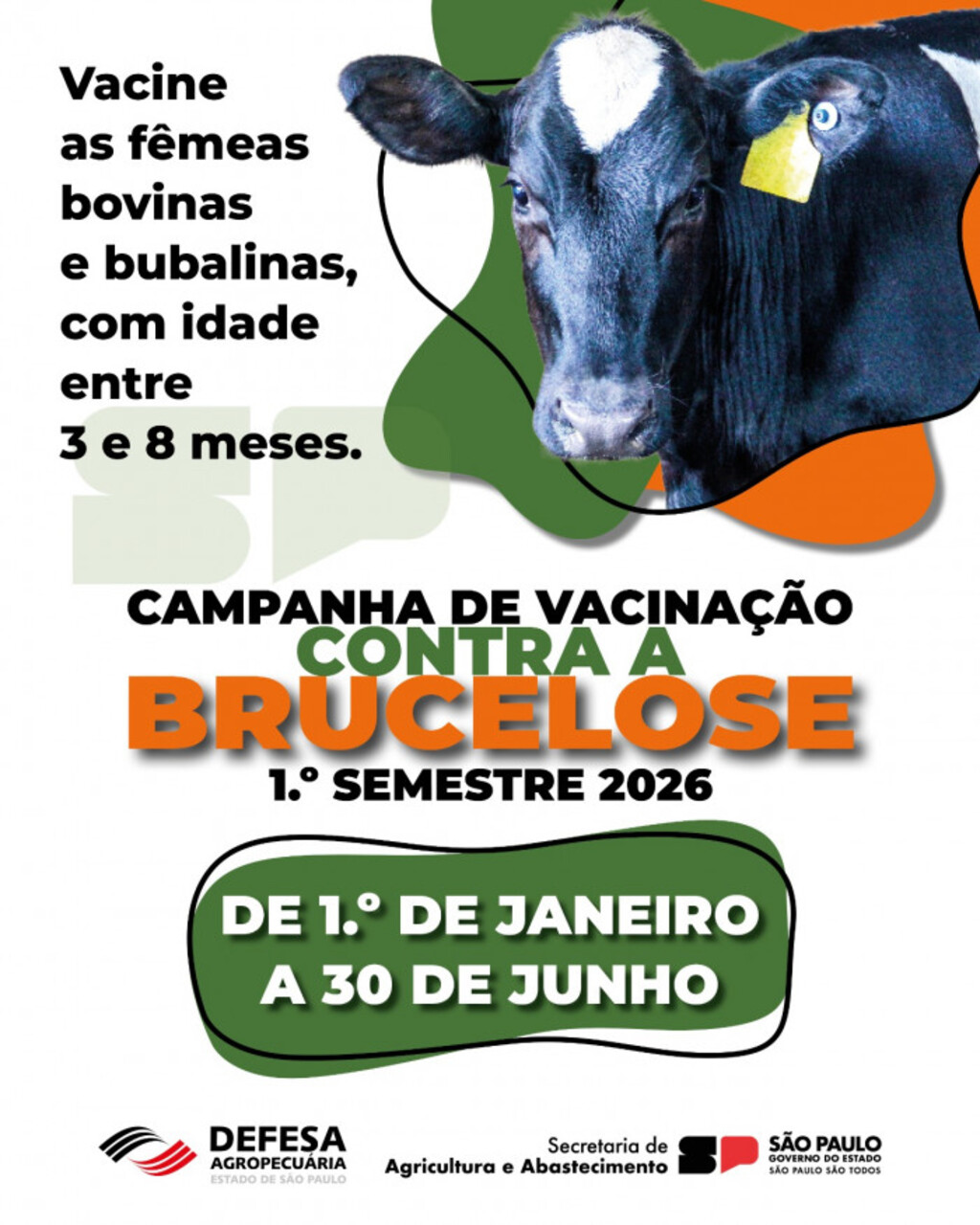 Primeira etapa da Campanha de Vacinação contra Brucelose vai até 30 de junho